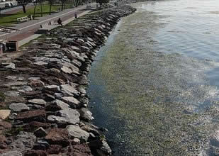 İzmir sahilini yine deniz marulları sardı!