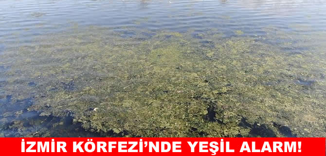 İzmir sahilini yine deniz marulları sardı!