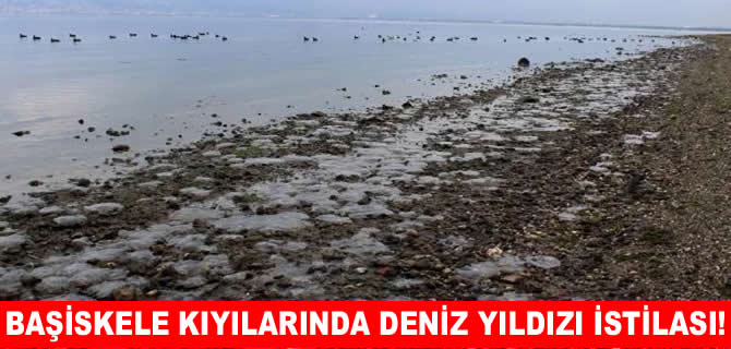 Başiskele kıyılarına binlerce deniz yıldızı vurdu