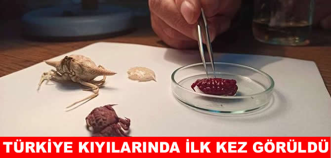 Türkiye kıyılarında ilk kez Hint-Pasifik kökenli yengeç görüldü