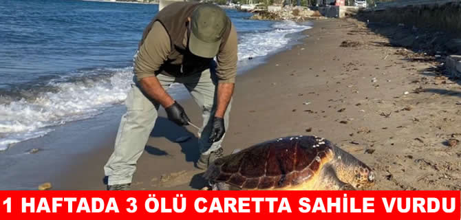 1 haftada 3 deniz kaplumbağası ölü bulundu