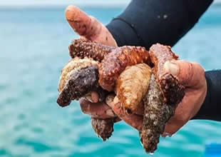 İzmir körfezinin doğal temizleyicisini Çin topluyor!