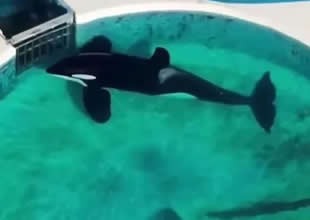 Dünyanın en yalnız balinası Kshamenk öldü!