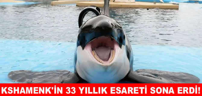 Dünyanın en yalnız balinası Kshamenk öldü!