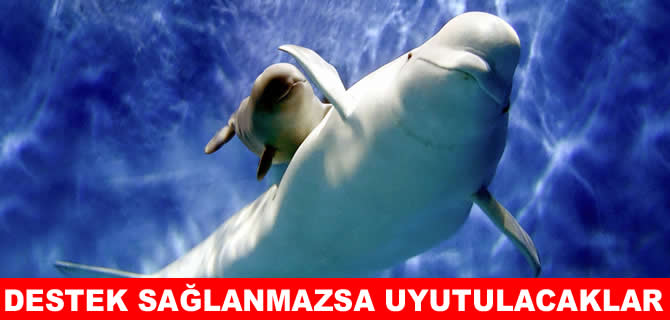 30 beyaz balina 'destek sağlanmazsa' uyutulacak