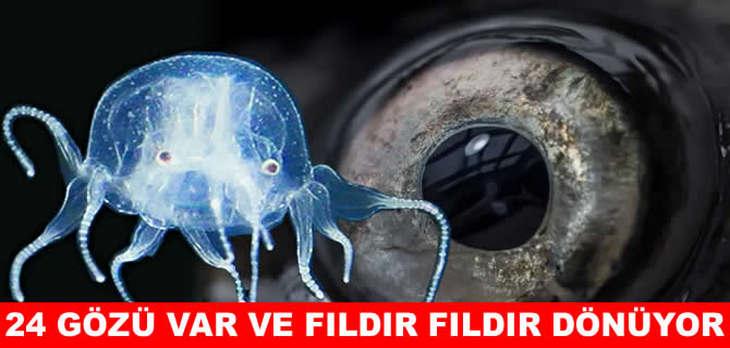 Bilim dünyasını şaşırtan 24 gözlü denizanası