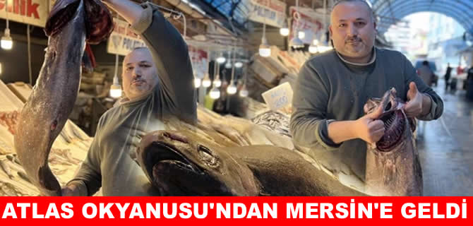 Atlas Okyanusu'ndan Mersin'e kadar geldi