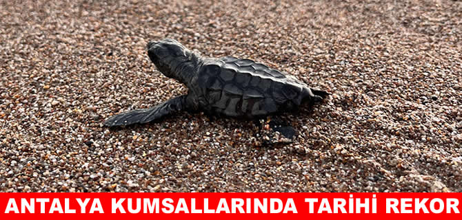 Caretta carettalar Antalya’da rekor kırdı