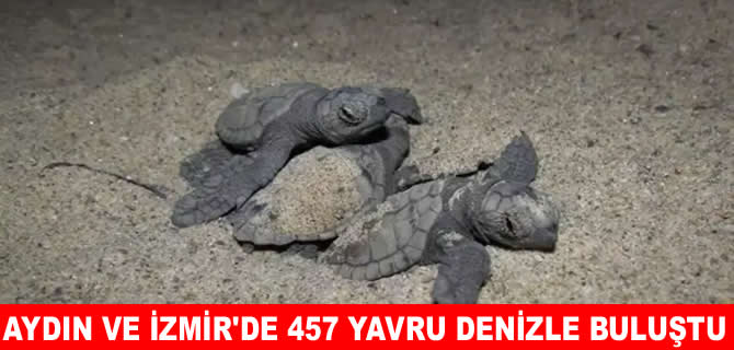 Aydın ve İzmir'de 457 caretta caretta yavrusu denizle buluştu