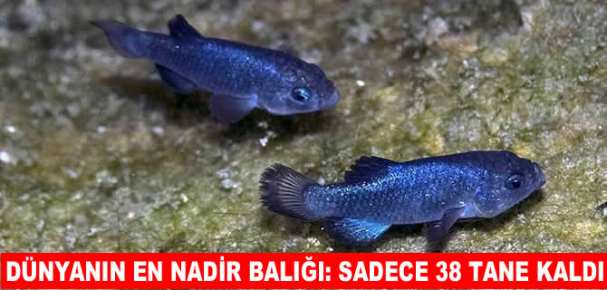 Dünyada sadece 38 tane kalan balık