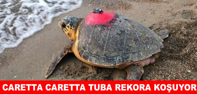 Caretta Tuba Ege’de ayak basmadık ada bırakmadı!
