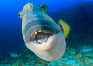 Teknik donanıma sahip tetik balıkları