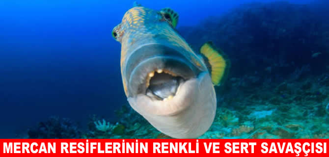 Teknik donanıma sahip tetik balıkları