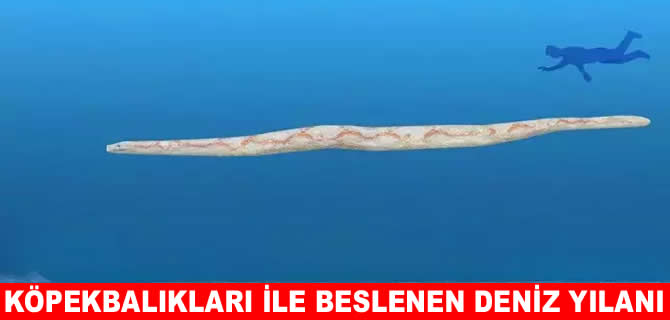 Köpek balıkları ile beslenen deniz yılanı keşfedildi