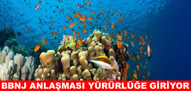 Açık denizler için tarihi adım: BBNJ anlaşması yürürlüğe giriyor