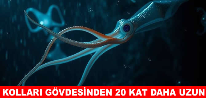 Okyanusun gizemli canlısı! Kolları gövdesinden 20 kat daha uzun