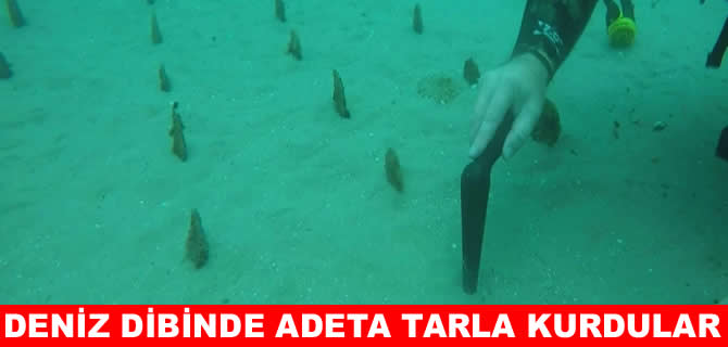 Denizin dibinde pinna nobilis tarlası kurdular