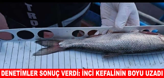 Denetimler sonuç verdi: İnci kefalinde sevindirici gelişme