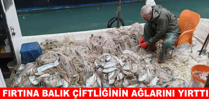 Balık çiftliğinin ağı yırtıldı, kıyılar balıkla doldu