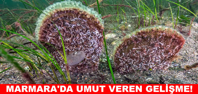 Marmara Denizi’nde umut veren keşif!