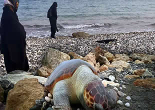 Mersin’de 15 günde 7 ölü caretta sahile vurdu