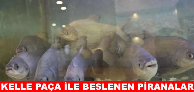 Diyarbakır’da piranalara kelle paça ziyafeti!