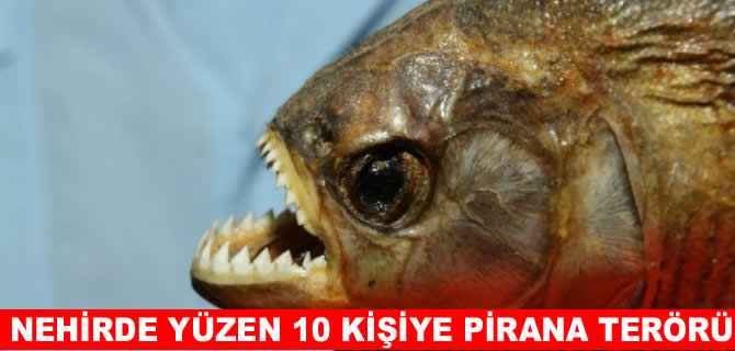 Tatil bölgesinde pirana paniği: 10 kişi yaralandı