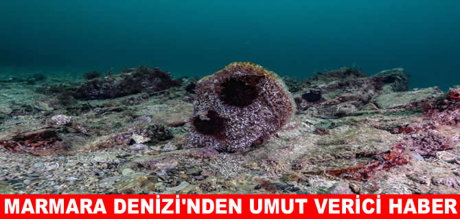 İstanbul'da deniz çayırları ve pinalar bulundu