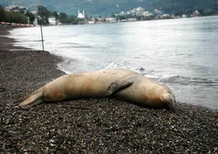 Plajlarda görülün Akdeniz foklarının "dinlenmelerine izin verin" uyarısı