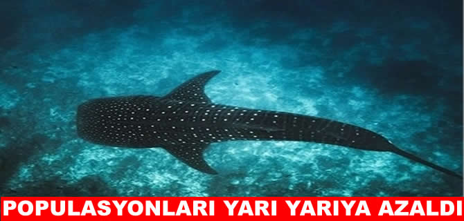 Balina köpek balıkları Maldivler’in korumasında