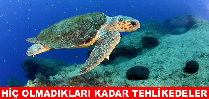 DEKAMER uyardı: Hiç olmadıkları kadar tehlikedeler