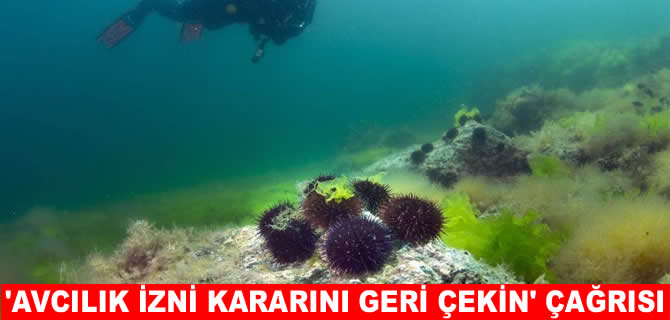 Sarı’dan denizkestanesi avcılık iznini “Geri çekin” çağrısı