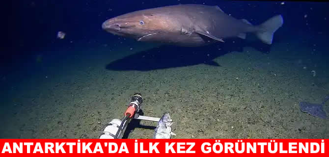 Antarktika’da ilk kez köpekbalığı görüntülendi