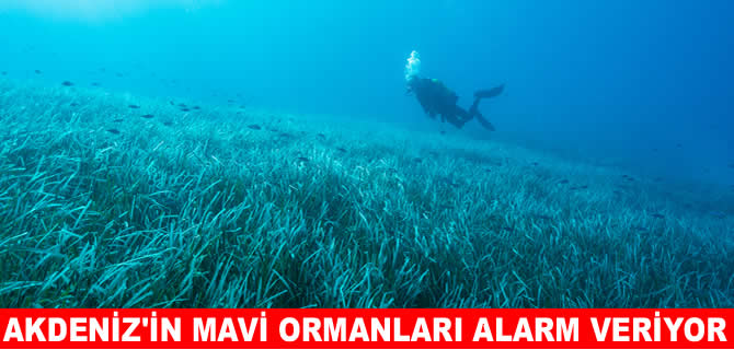 Akdeniz'in can damarları sessizce yok oluyor