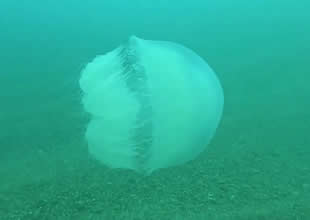 Antalya sahillerinde büyük tehlike! İstila başladı