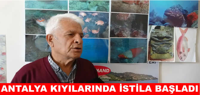 Antalya sahillerinde büyük tehlike! İstila başladı