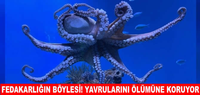 Derin deniz ahtapotunun inanılmaz fedakarlığı!