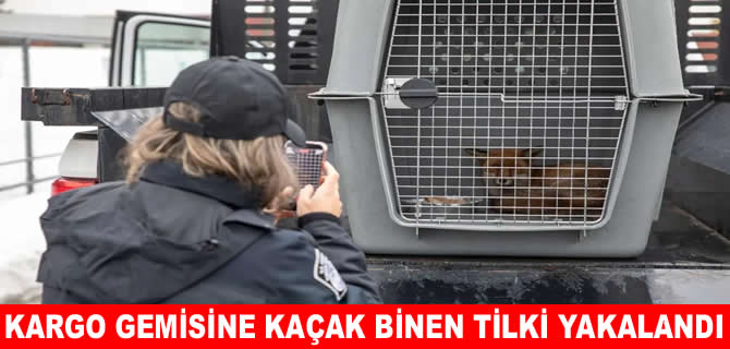 Kargo gemisine kaçak binen tilki yakalandı!