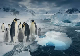 İmparator penguenler ölümcül risk altında