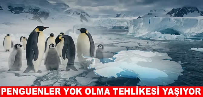 İmparator penguenler ölümcül risk altında