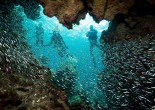 Isınan okyanuslar balık kaybını hızlandırıyor