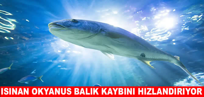 Isınan okyanuslar balık kaybını hızlandırıyor