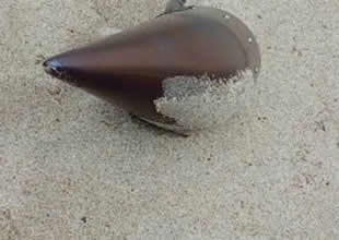 Çatalca'da kıyıya vuran füze başlığı imha edildi