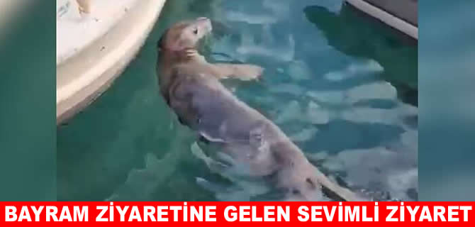 Bodrum’da bayram ziyaretine gelen sevimli misafir