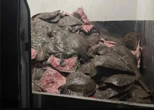 Sinop’ta kaçak kalkan avcılığına jandarma darbesi