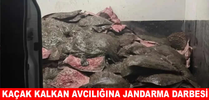 Sinop’ta kaçak kalkan avcılığına jandarma darbesi