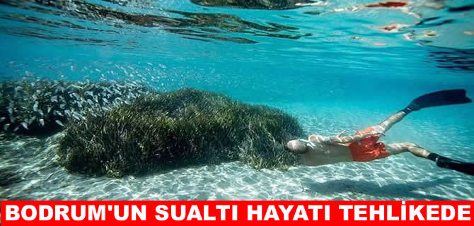 Bodrum'un sualtı hayatı tehlikede!