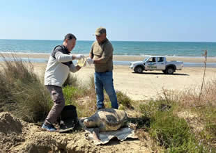 Kuşadası’nda 7 günde 7 deniz kaplumbağası kıyıya vurdu