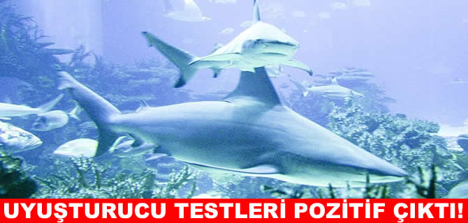 Köpekbalıklarının uyuşturucu testi pozitif çıktı