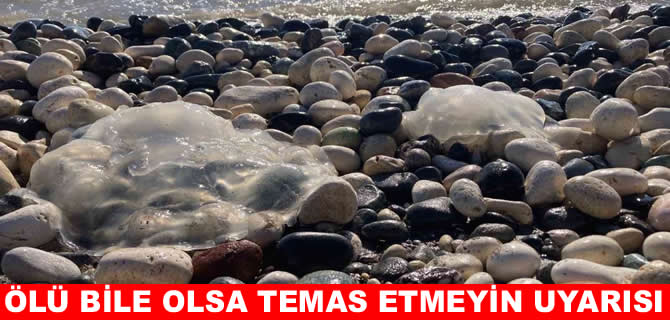 Akdeniz sahillerinde alarm: Dokunanı mahvediyor